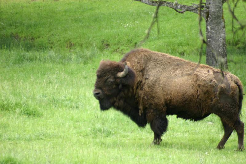 2005-05-07 14:48:04 ** Oregon, Roseburg, Zoo ** Buffalo.