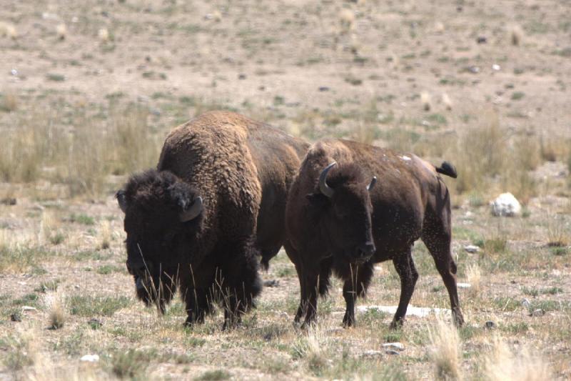2014-08-15 11:40:47 ** Antelope Island, Bison, Utah ** 2014-08-15 11:40:47 ** Antelope Island, Bison, Utah **