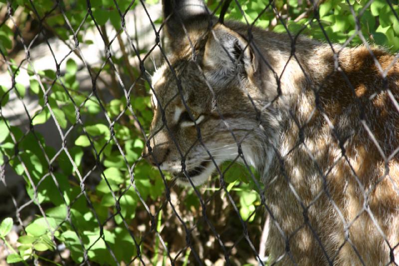 2007-06-18 10:12:52 ** Utah, Zoo ** Sibirischer Luchs.