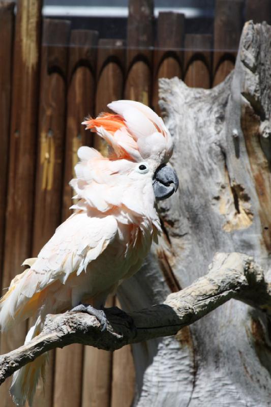 2011-07-15 14:50:43 ** Utah, Zoo ** 