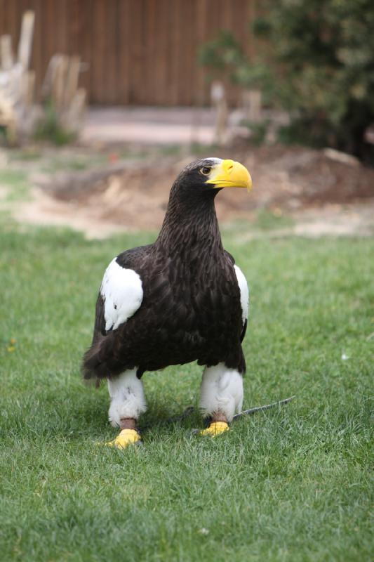 2011-05-07 11:02:26 ** Riesenseeadler, Utah, Zoo ** 