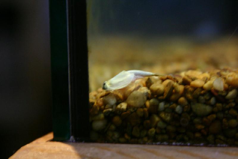 2007-12-15 12:45:12 ** Aquarium, Utah, Zoo ** Triops.