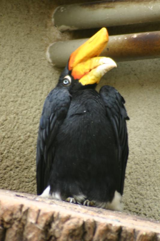 2005-08-24 14:00:59 ** Berlin, Deutschland, Zoo ** Ein weiterer Hornvogel.