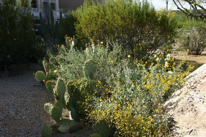 2007-04-15 16:37:42 ** Cactus, Phoenix ** The cactus in the middle is a prickly pear. 2007-04-15 16:37:42 ** Cactus, Phoenix ** The cactus in the middle is a prickly pear.