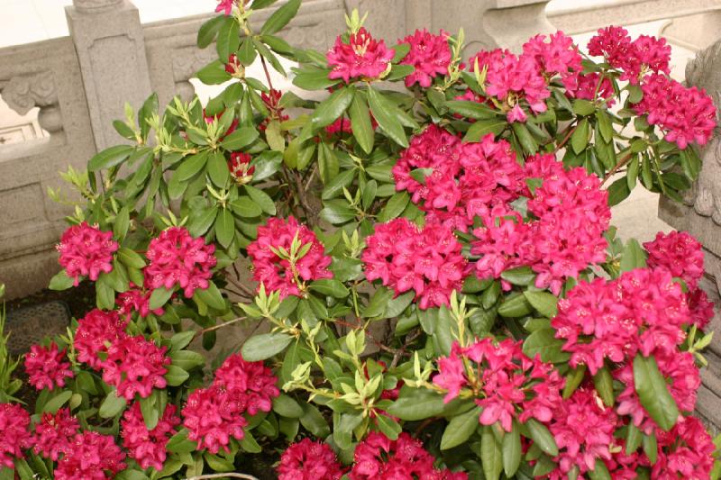 2005-05-05 12:35:22 ** Botanical Garden, Oregon, Portland ** Rhododendron.