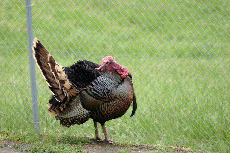 2005-05-07 14:53:46 ** Oregon, Roseburg, Zoo ** Turkey all by itself. This is not how he is going to find a female.