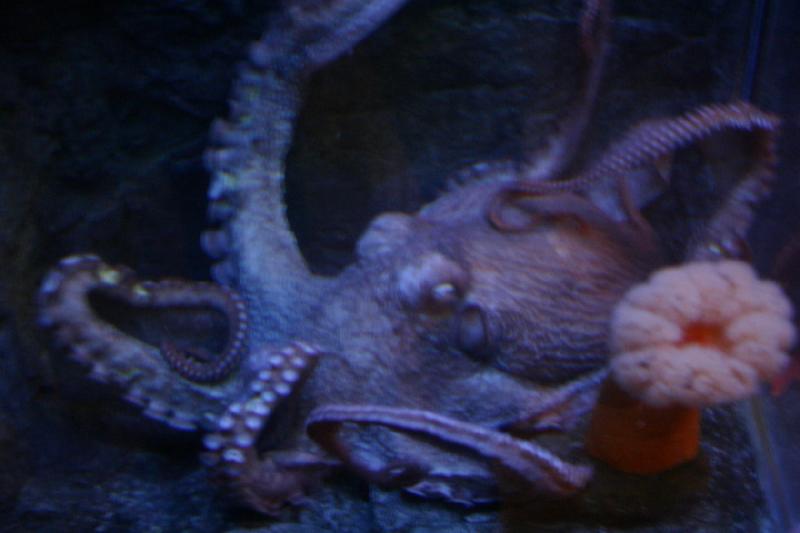 2007-12-15 13:05:10 ** Aquarium, Utah, Zoo ** Pazifischer Riesenoktopus.