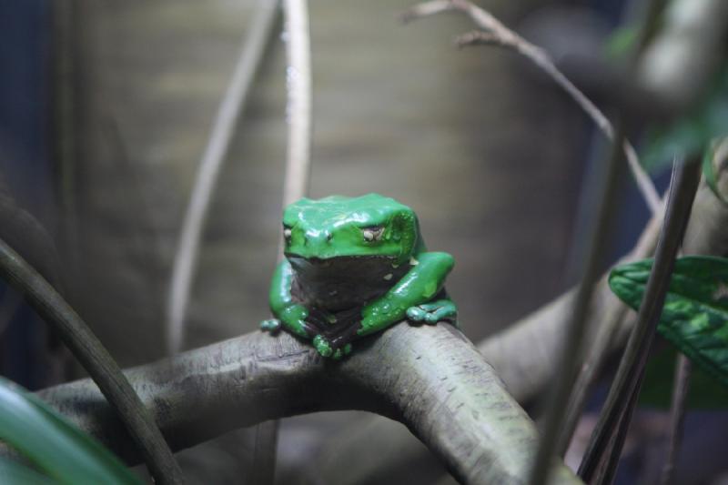 2014-03-12 15:28:30 ** Chicago, Illinois, Shedd Aquarium ** 