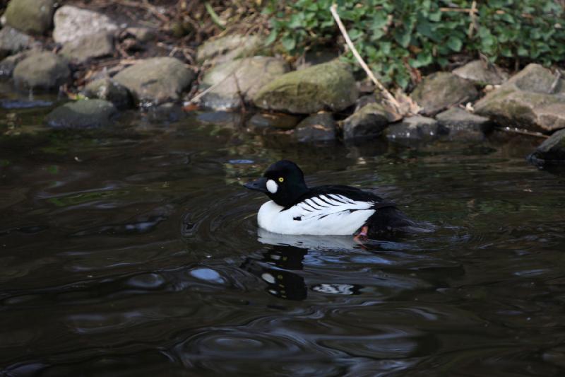 2010-04-13 15:53:57 ** Deutschland, Walsrode, Zoo ** 