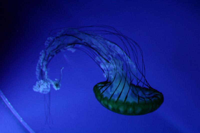 2007-12-15 13:00:10 ** Aquarium, Utah, Zoo ** Jellyfish.