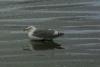 Diese Möwe macht eine kurze Pause am kalten Strand.