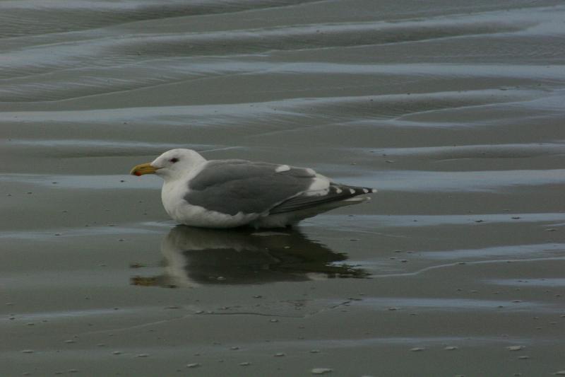 2006-01-28 15:24:36 ** Oregon, Seaside ** This seagull rests a bit on the cold beach.