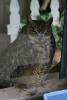 Owl behind glass. It watched closely what was going on outside.