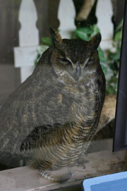 2005-05-07 13:36:25 ** Oregon, Roseburg, Zoo ** Owl behind glass. It watched closely what was going on outside.