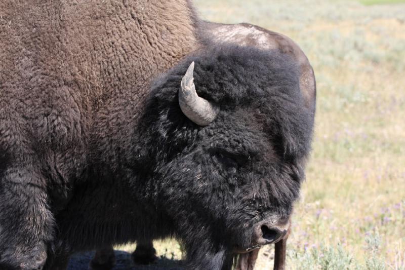 2008-08-16 11:48:19 ** Bison, Yellowstone National Park ** 