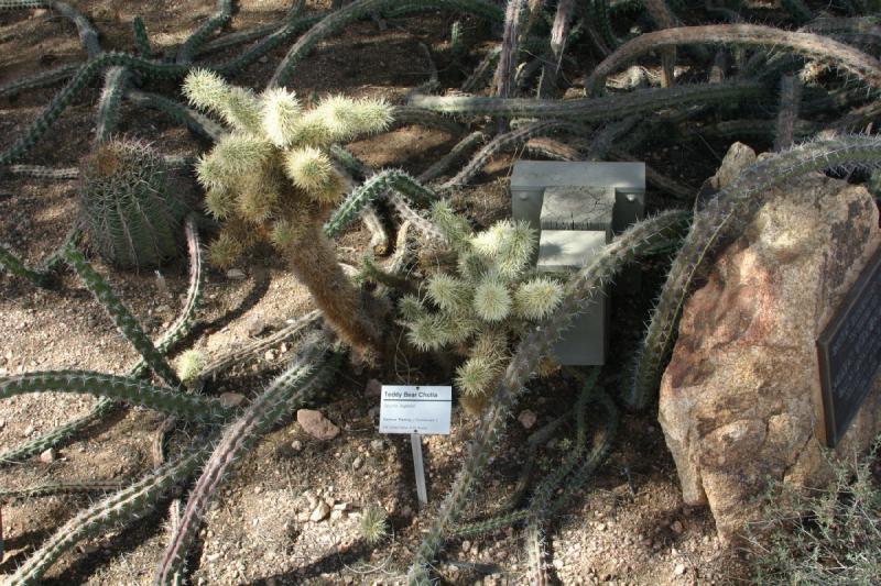 2007-10-27 12:57:08 ** Botanischer Garten, Kaktus, Phoenix ** Der Kaktus 'Teddy-bear Cholla' zwischen dem Oktopuskaktus.