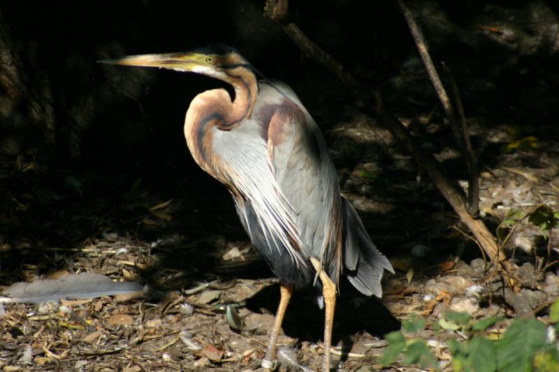 2005-08-24 15:09:27 ** Berlin, Deutschland, Zoo ** Dieser Vogel hat sich gerne fotografieren lassen.