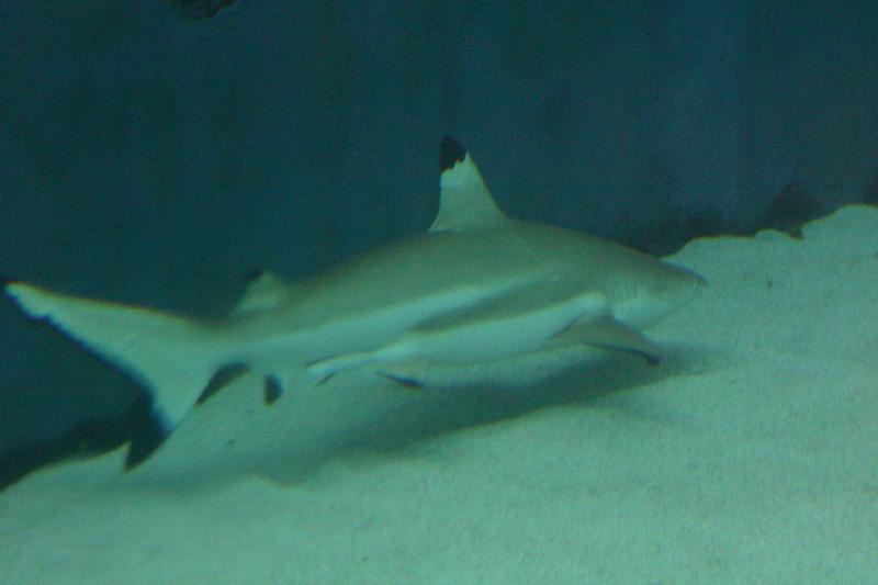 2007-10-13 11:30:20 ** Aquarium, California, Zoo ** Shark.