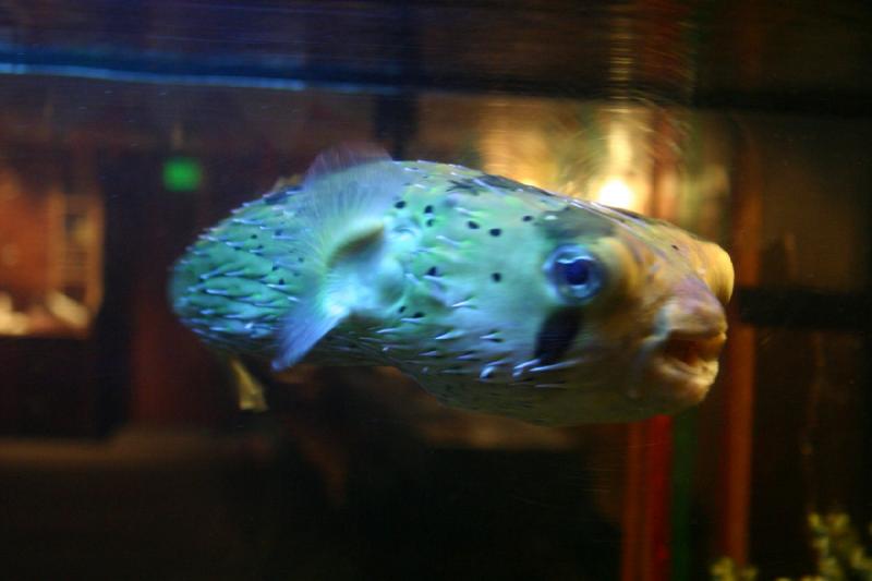 2007-12-15 13:22:10 ** Aquarium, Utah, Zoo ** Porcupinefish.