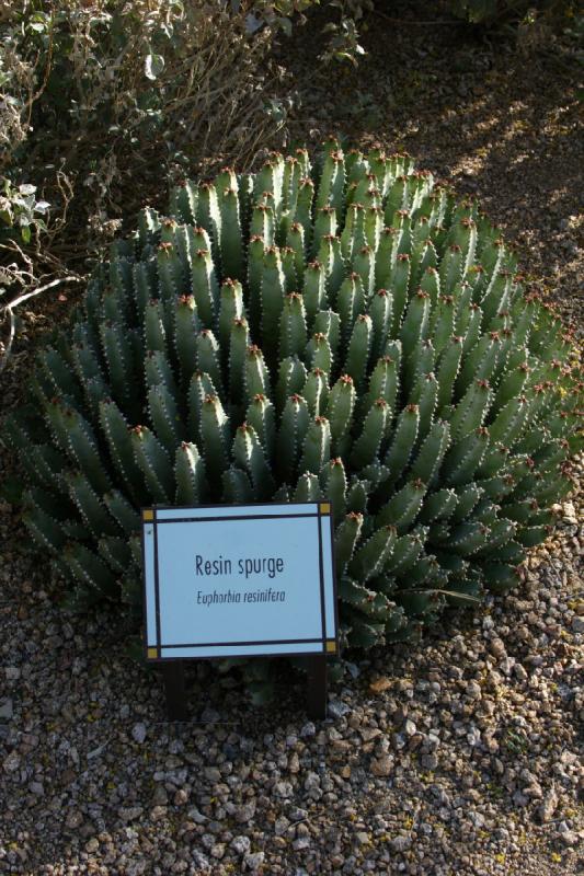 2007-04-15 16:44:44 ** Kaktus, Phoenix ** Maghrebinische Säulenwolfsmilch, 'Euphorbia resinifera'.