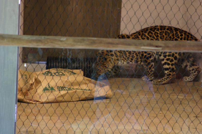 2007-06-18 10:45:10 ** Utah, Zoo ** Leopard.