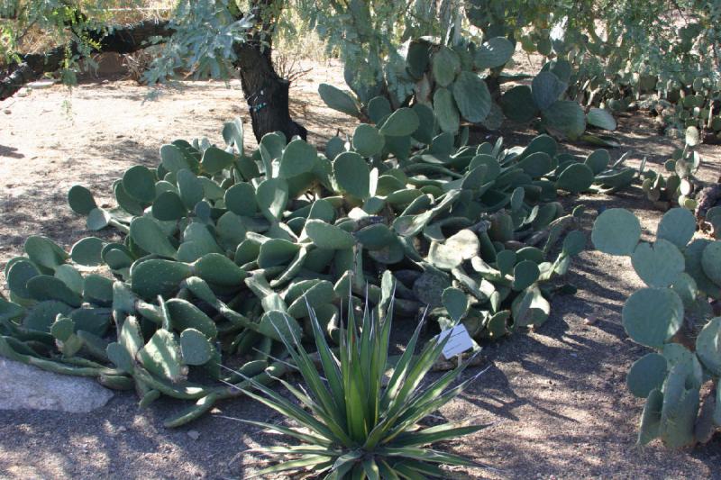 2007-10-27 14:24:06 ** Botanischer Garten, Kaktus, Phoenix ** Opuntia restrera, eine Art von Feigenkakteen bedeckt hier den Boden.