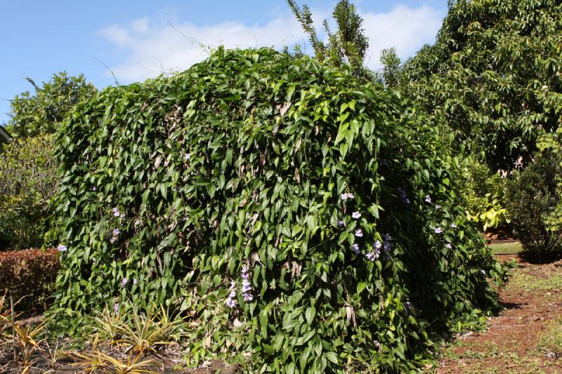 2011-11-27 12:12:11 ** Botanischer Garten, Hawaiʻi, Kauaʻi ** 