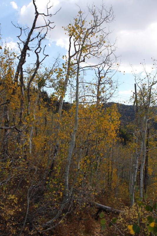 2010-10-02 14:45:09 ** Big Cottonwood Canyon, Utah ** 