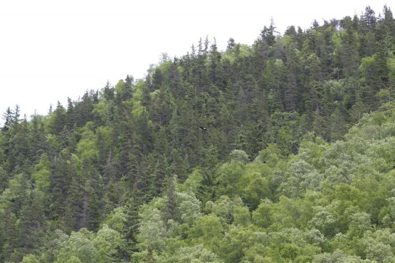 2012-06-21 15:33:13 ** Alaska, Kreuzfahrt, Skagway, Weißkopfseeadler ** 