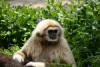 This monkey looks around while it is looking for parasites on the back of its collegue.