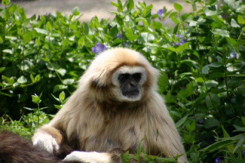 2005-05-07 13:54:42 ** Oregon, Roseburg, Zoo ** Dieser Affe schaut sich um während er auf dem Rücken seines Kollegen nach Ungeziefer schaut.