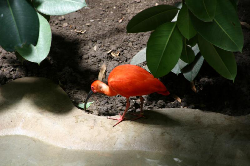 2007-06-18 12:03:18 ** Utah, Zoo ** Dieser Vogel ist auch im Dickicht schnell zu finden.