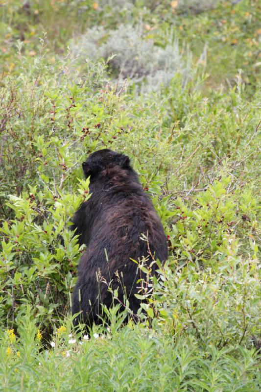 2009-08-05 14:06:20 ** Black Bear, Yellowstone National Park ** 