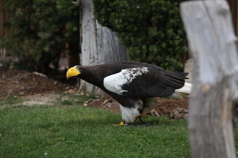 2011-05-07 11:02:13 ** Riesenseeadler, Utah, Zoo ** 