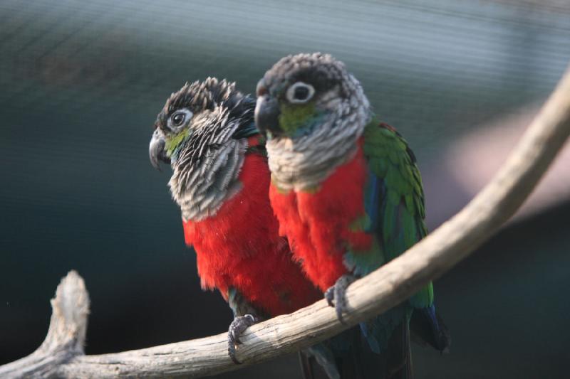 2010-04-13 17:30:40 ** Deutschland, Walsrode, Zoo ** 