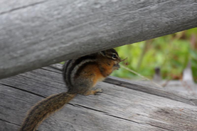 2009-08-02 15:31:17 ** Yellowstone National Park ** A chipmunk.