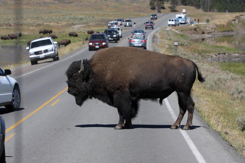 2008-08-16 11:49:56 ** Bison, Yellowstone National Park ** 