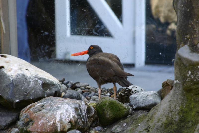 2007-09-01 11:47:04 ** Aquarium, Seattle ** Beach bird with black feathersr and red beak and eyes.