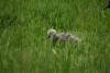 Young goose. On the right is part of the mother's beak.