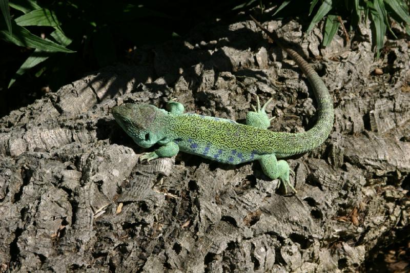 2008-03-20 14:06:54 ** San Diego, Zoo ** Green lizard.