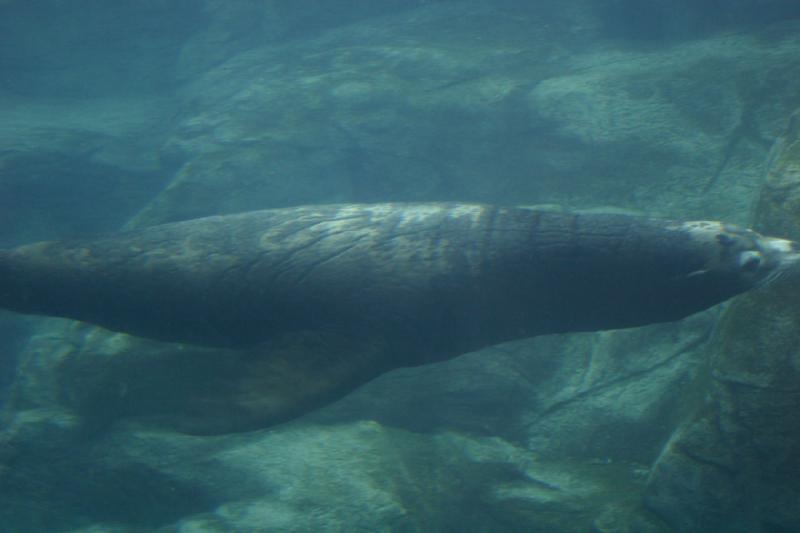 2007-10-13 12:05:42 ** Aquarium, Kalifornien, Zoo ** Seelöwe.