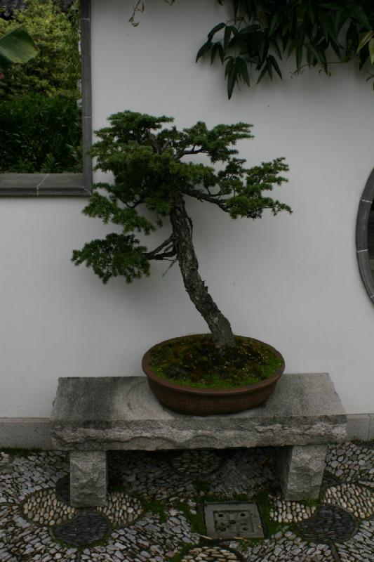 2005-05-05 11:42:35 ** Botanical Garden, Oregon, Portland ** Bonsai tree at the Chinese Garden in Portland, Oregon.