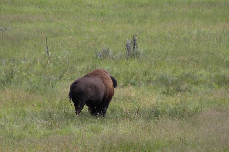 2009-08-05 13:46:14 ** Bison, Yellowstone National Park ** 