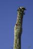 "Saguaro"-Kaktus, der von einer Vogelfamilie bewohnt wird.