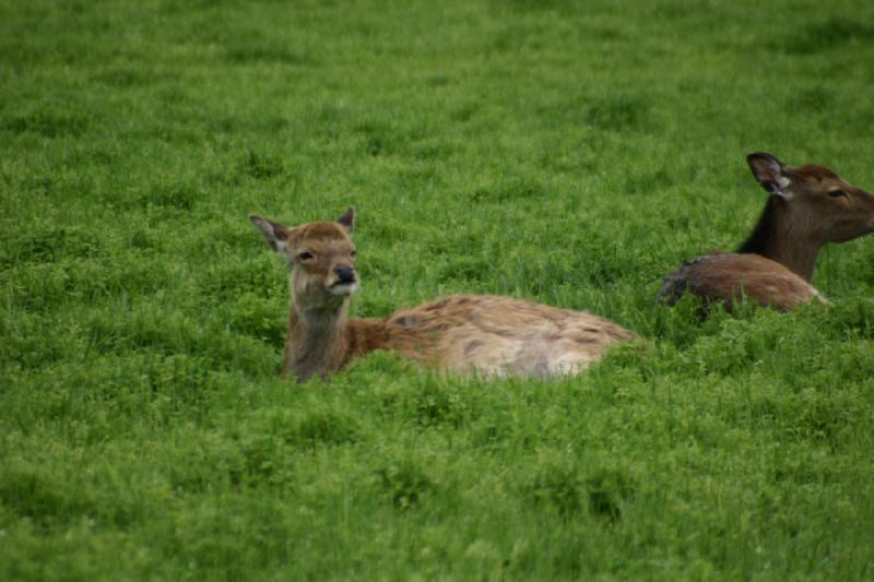 2005-05-07 15:07:52 ** Oregon, Roseburg, Zoo ** Deer.