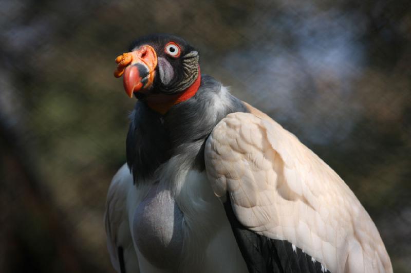 2010-04-13 16:11:15 ** Deutschland, Walsrode, Zoo ** 