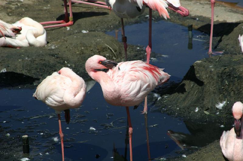 2008-03-21 11:55:26 ** San Diego, San Diego Zoo's Wild Animal Park ** 