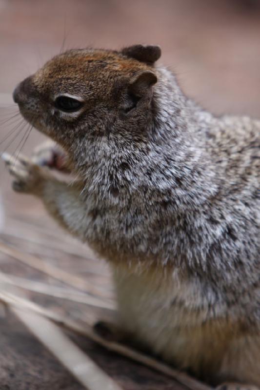 2011-05-29 09:53:26 ** Utah, Zion Nationalpark ** 