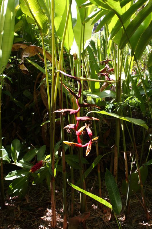 2011-11-27 11:53:44 ** Botanischer Garten, Hawaiʻi, Kauaʻi ** 