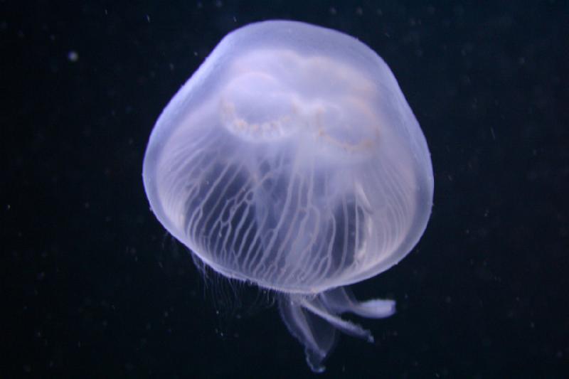 2006-11-29 13:23:56 ** Aquarium, Berlin, Germany, Zoo ** Jellyfish.